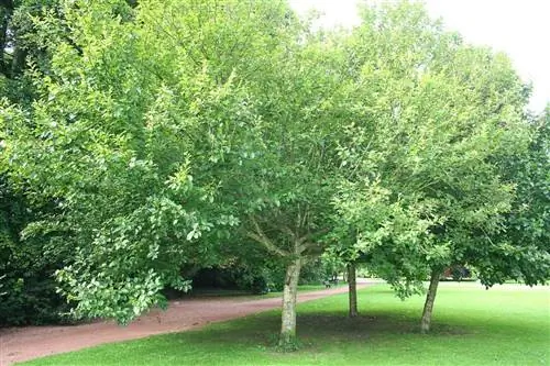 Береза - быстрорастущее дерево