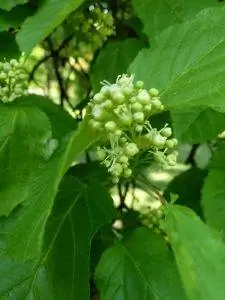 Вид на цветы Acer tataricum