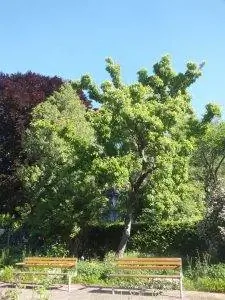 Acer tataricum - листопадное дерево.