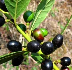 Лавр - вечнозеленое дерево.