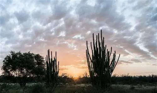 Лес, образованный ксерофитными растениями