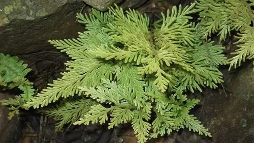 Селагинелла ксерофит