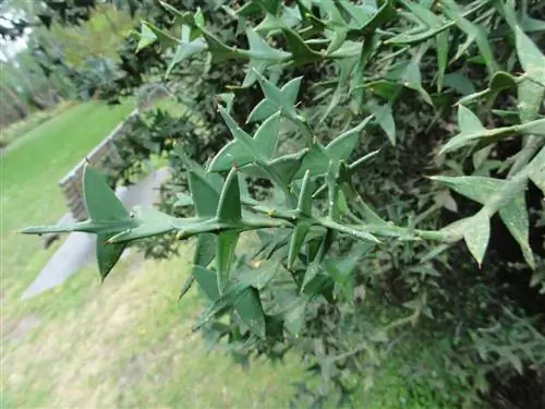 Colletia paradoxa - безлистное ксерофитное растение с уплощенными стеблями.