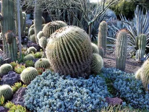 Эти суккуленты относятся к ксерофитным растениям.