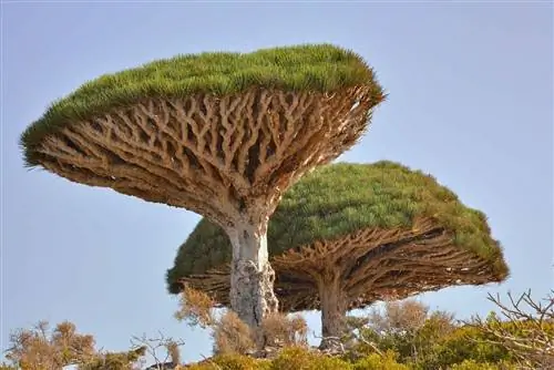Dracaena cinnabari, однодольный суккулент