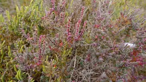 галофитные и ксерофитные суккуленты