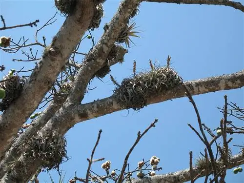 тилландсия растет на дереве