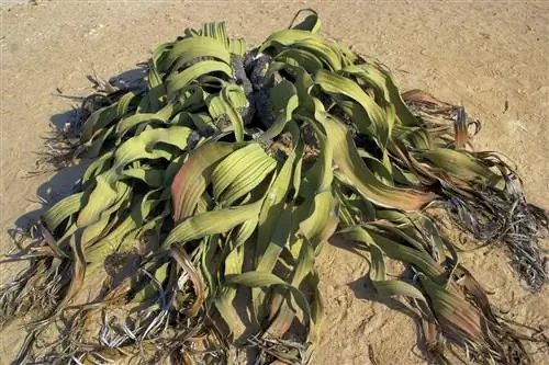 Welwitschia mirabilis - ксерофитное растение.