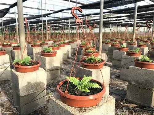 питомники растений