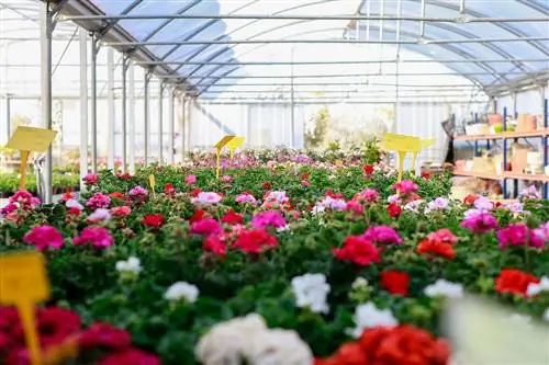 Питомники растений