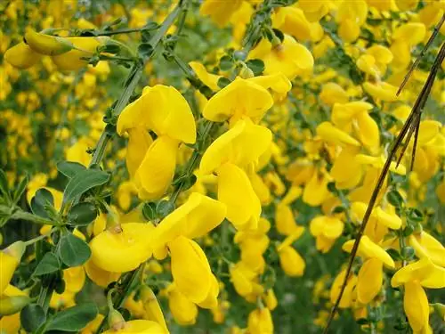 Cytisus scoparius - небольшой кустарник.