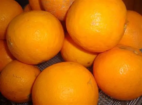 Апельсины собирают по мере созревания.