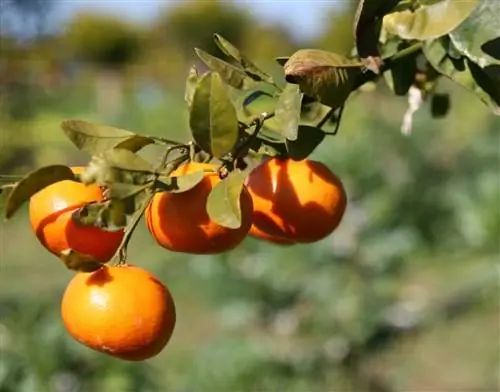 Апельсины имеют сладкий вкус