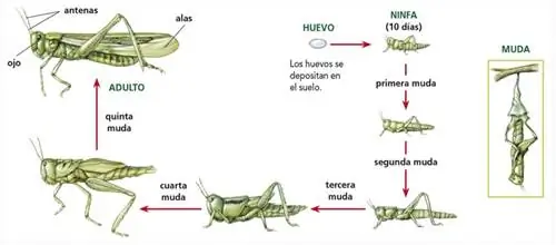 жизненный цикл кузнечика