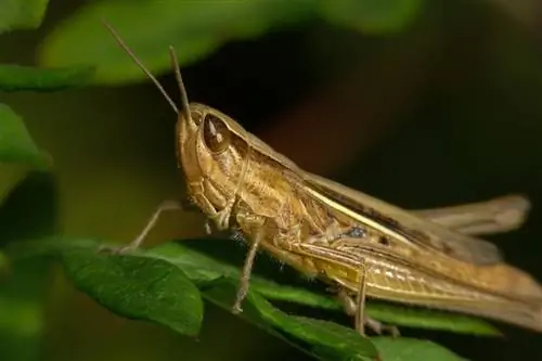 Кузнечики могут навредить растениям