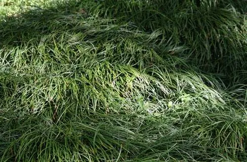 инвазивное растение под названием Ophiopogon japonicus