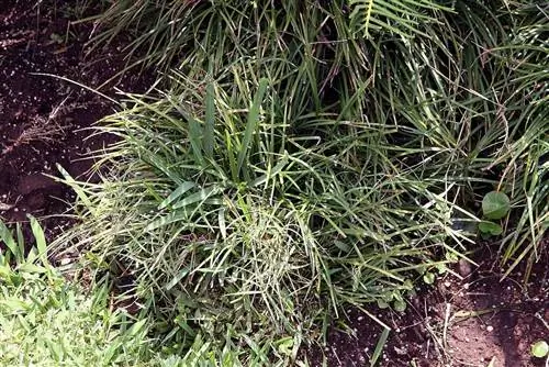 Карликовая лилия (Ophiopogon japonicus)