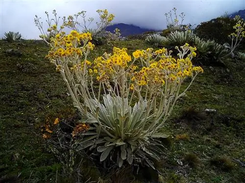 Есть стелющиеся травянистые растения