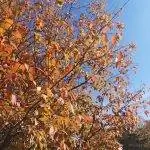 Граб сохраняет свои листья зимой