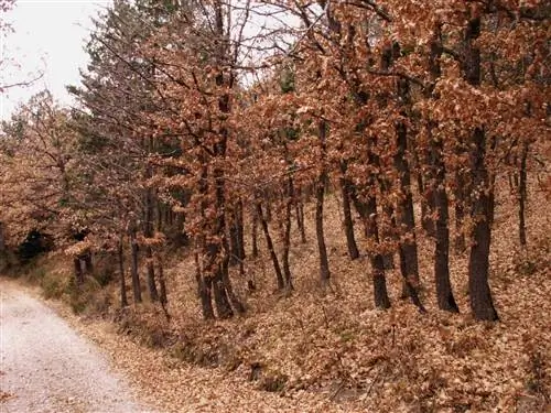 Что такое marcescent растение?