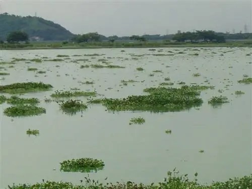 Эвтрофикация имеет последствия