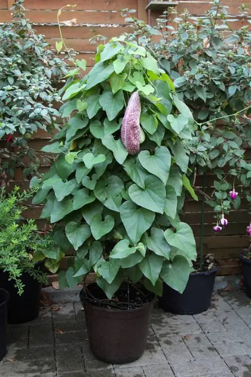 аристолохия в горшке