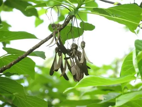 Вид на семена Gyrocarpus americanus