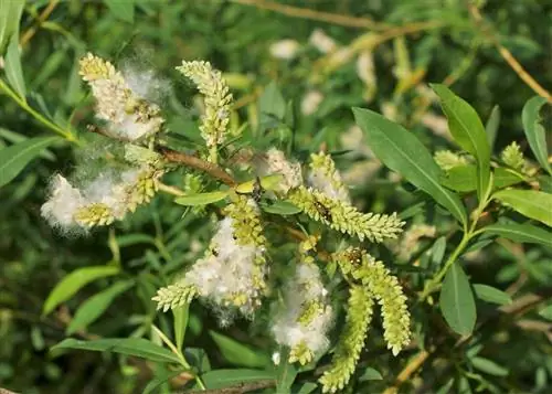 Вид на Salix purpurea