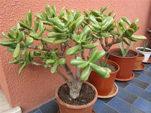 Крассула овата выпускает всходы