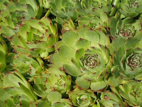 Sempervivum - суккуленты, которые выпускают побеги