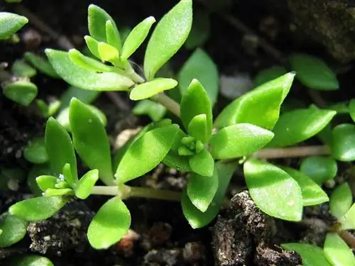 Что такое побег растения?