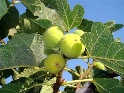 сорта инжира