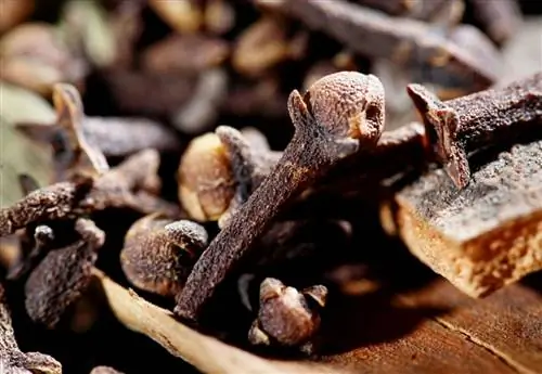 Гвоздика имеет большой потенциал