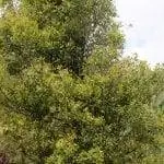 Группы гвоздичного дерева