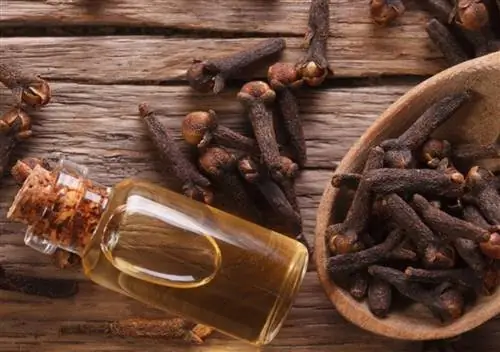 Гвоздика используется как декоративное и лекарственное растение.