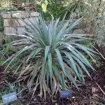 Юкка бледная имеет голубые листья.