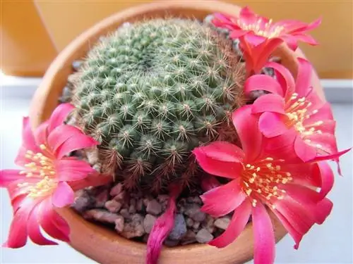 Rebutia muscula - небольшой круглый кактус с розовыми цветками.