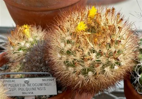 Rebutia neocumingii - шаровидный кактус.