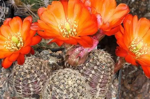 Rebutia pygmaea - круглый кактус с оранжевыми цветами.