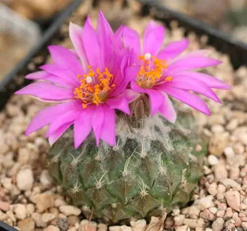 Пелецифора - медленнорастущий круглый кактус.