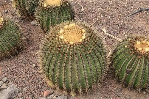 Echinocactus platyacanthus - круглый кактус молодых