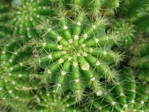 Круглые кактусы интересны для горшков.