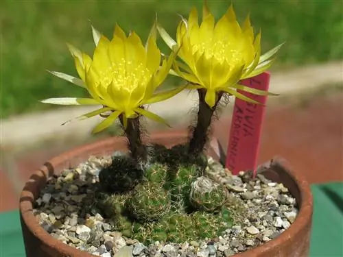 Есть много видов круглых кактусов.