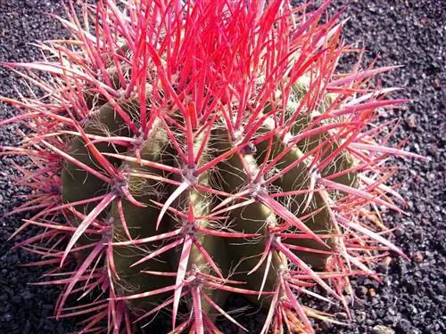 Вид на Ferocactus stainessii