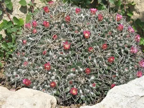 Mammillaria magnimamma - круглый кактус, образующий колонии.
