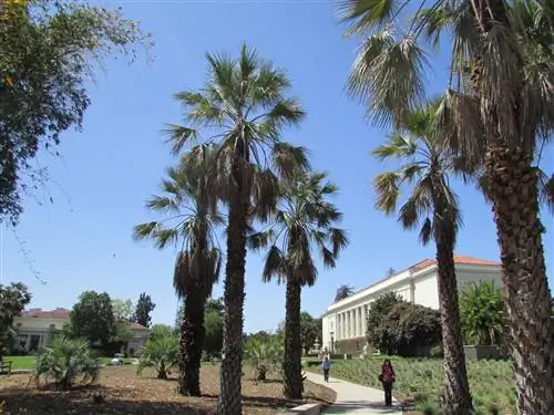 Поливайте пальмы, чтобы они не засохли