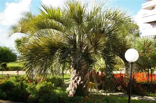 Бутия головчатая - одноствольная пальма.