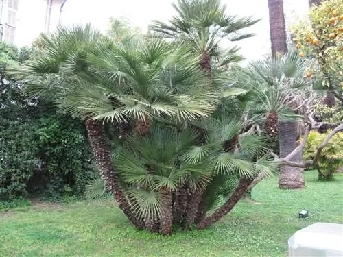 Вид на Chamaerops humilis