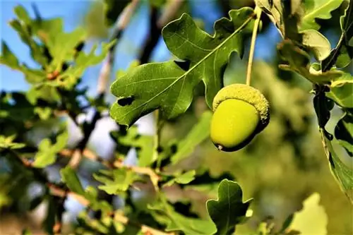 В Испании много монументальных деревьев, таких как дуб Паленсия.