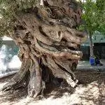 Оливковое дерево Корта - монументальное оливковое дерево Майорки.